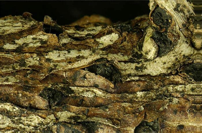 macrostoma