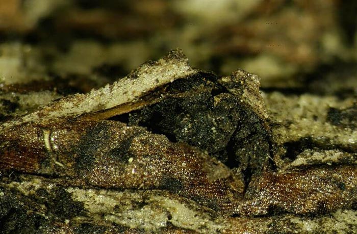 macrostoma