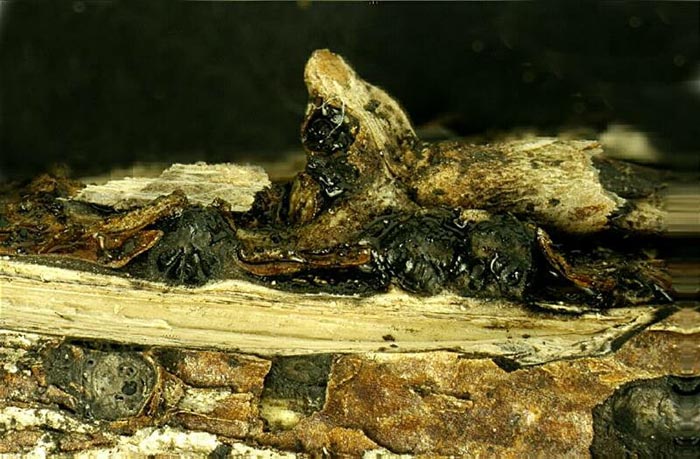 macrostoma