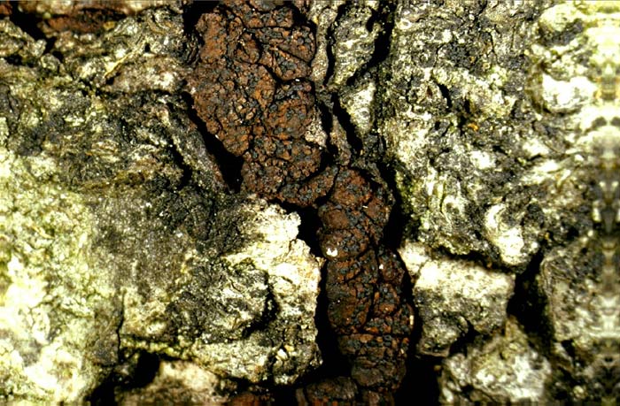 macrostoma