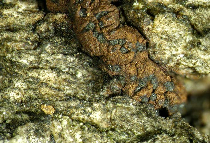 macrostoma