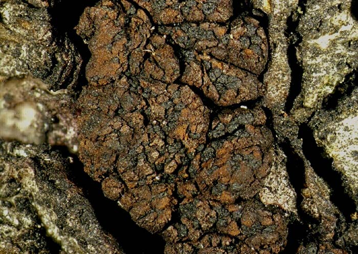 macrostoma