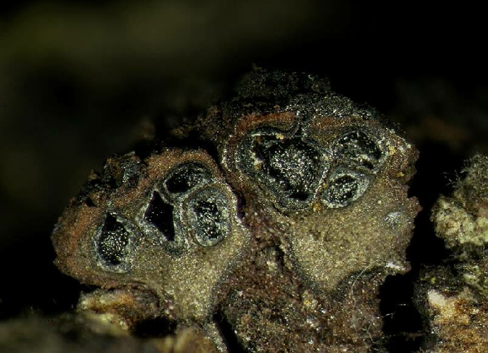 macrostoma