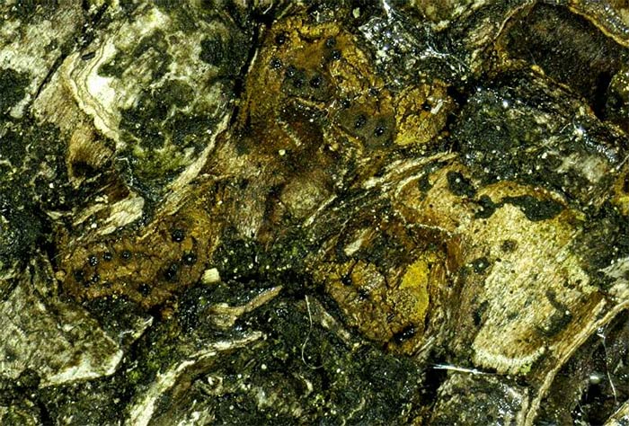 macrostoma