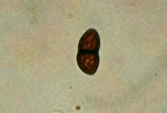 macrostoma