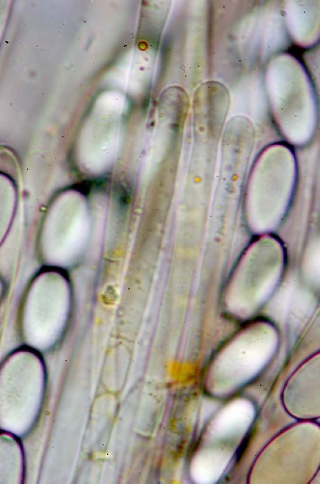 macrostoma