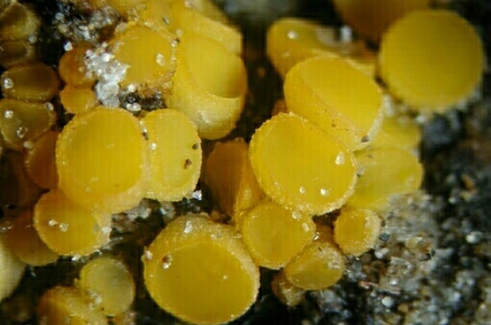 macrostoma