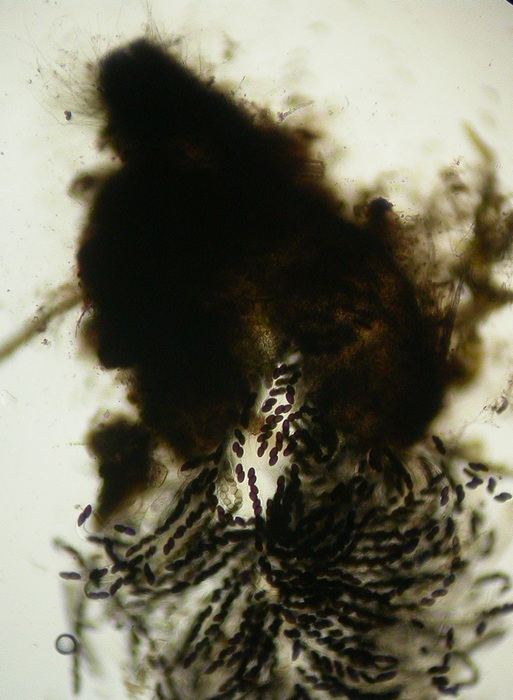 macrostoma