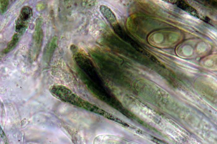 macrostoma
