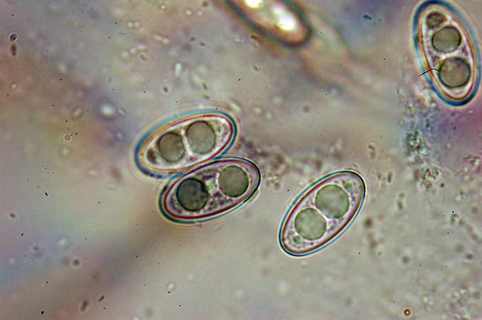 macrostoma