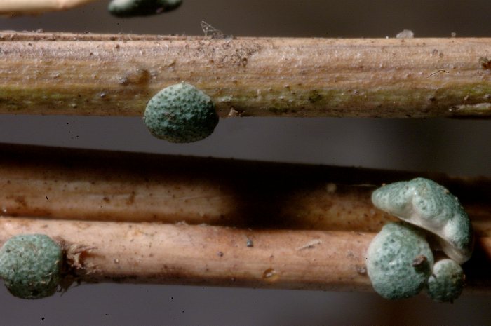 macrostoma