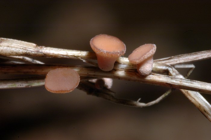 macrostoma