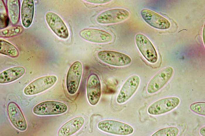 macrostoma