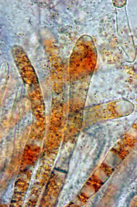 macrostoma