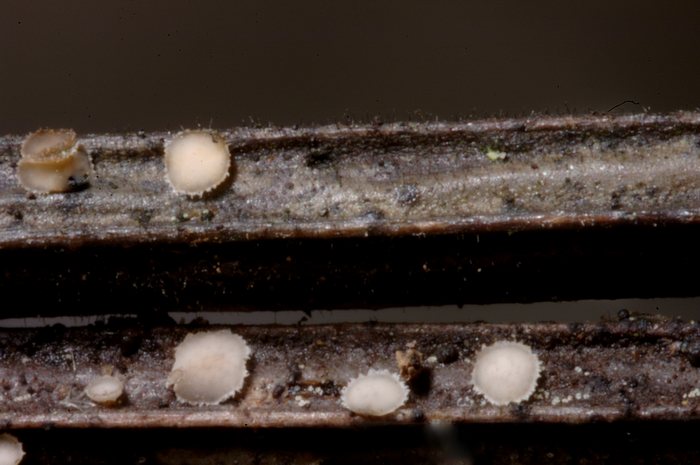 macrostoma