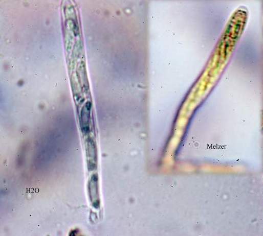 macrostoma