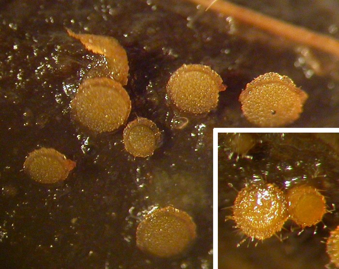 macrostoma