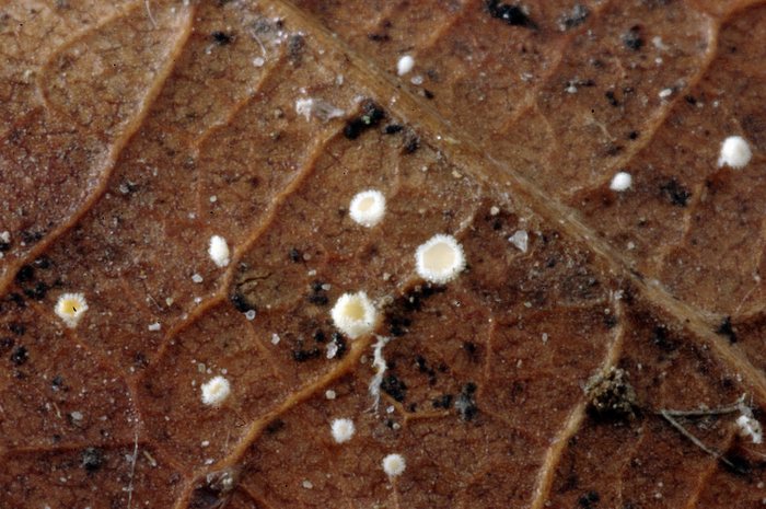 macrostoma