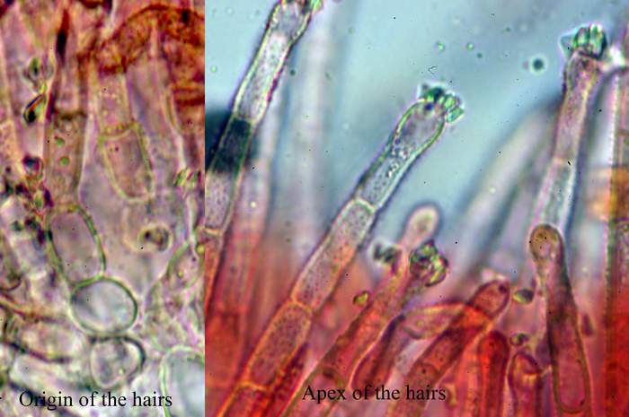 macrostoma