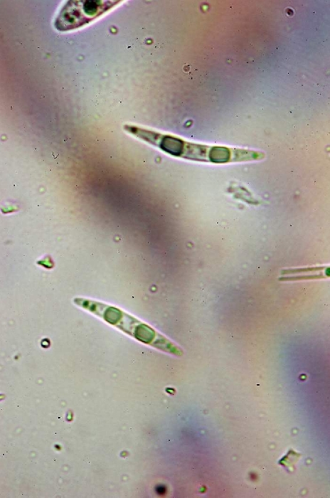 macrostoma