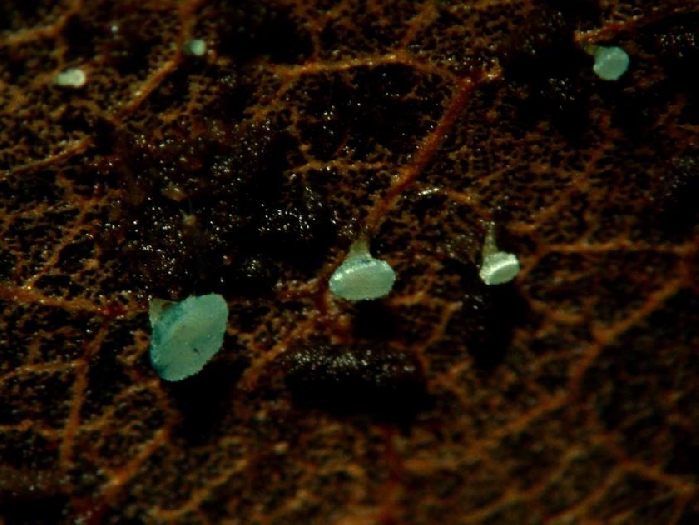 macrostoma