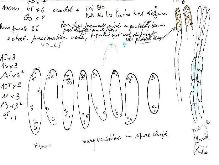 macrostoma