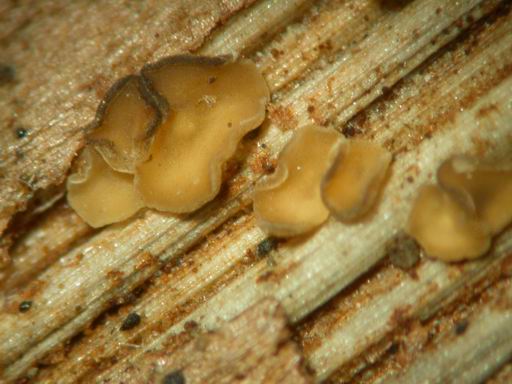 macrostoma