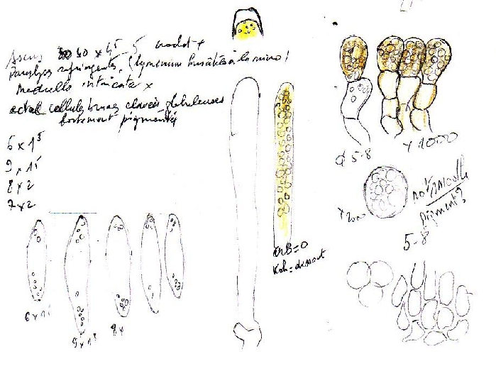 macrostoma