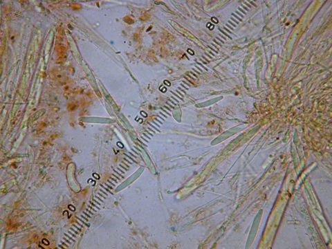 macrostoma
