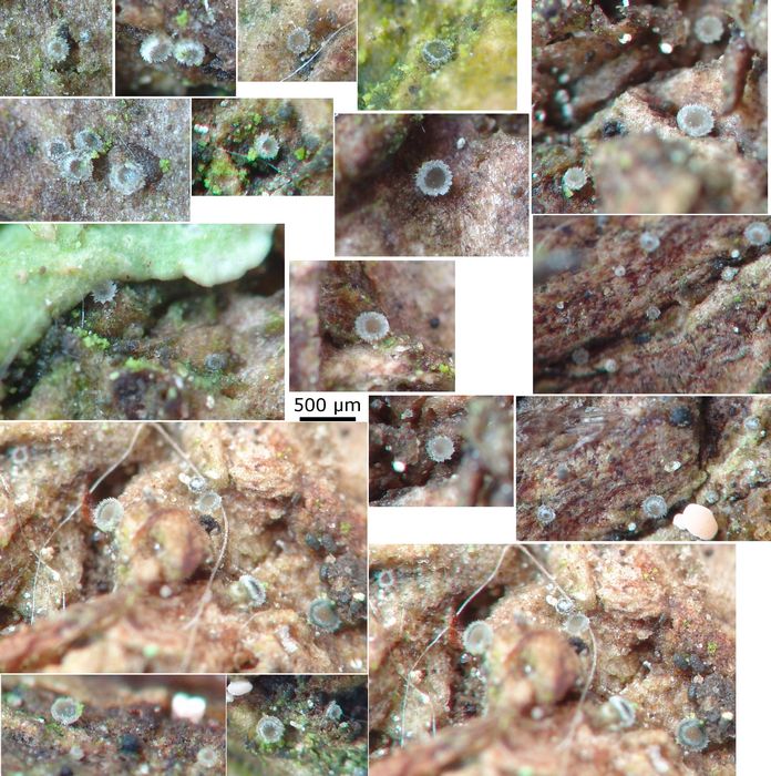 macrostoma