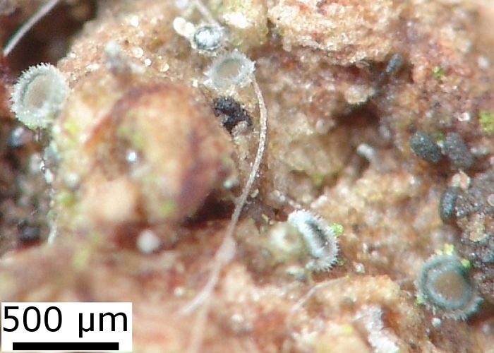 macrostoma