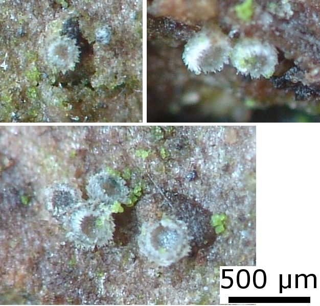 macrostoma