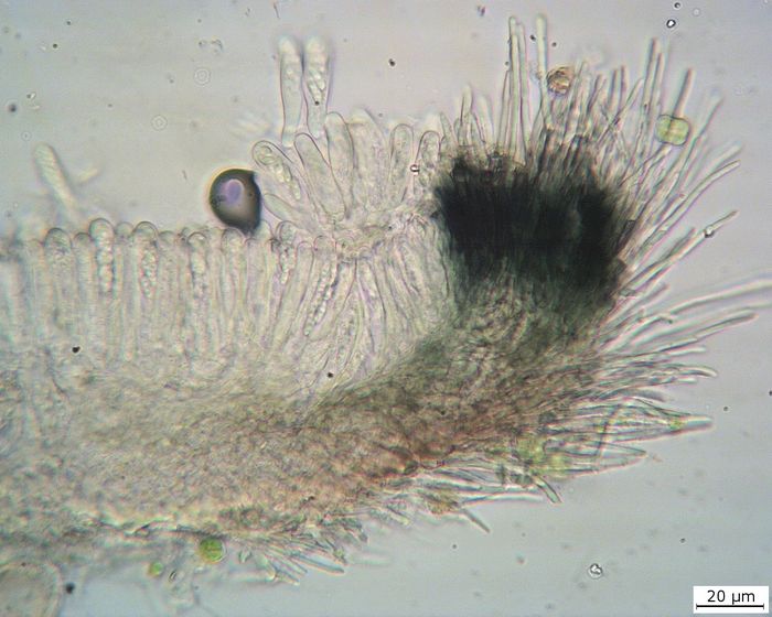 macrostoma