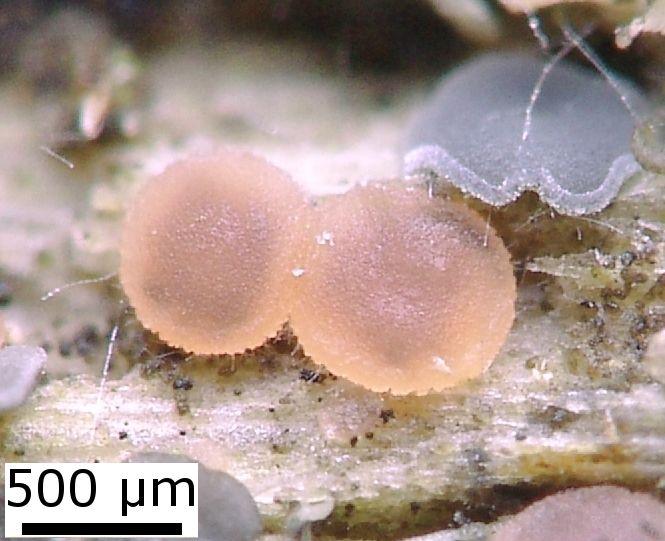 macrostoma