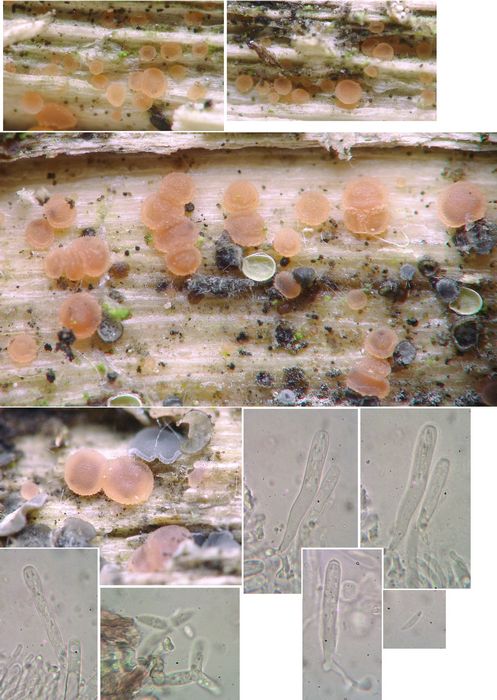 macrostoma