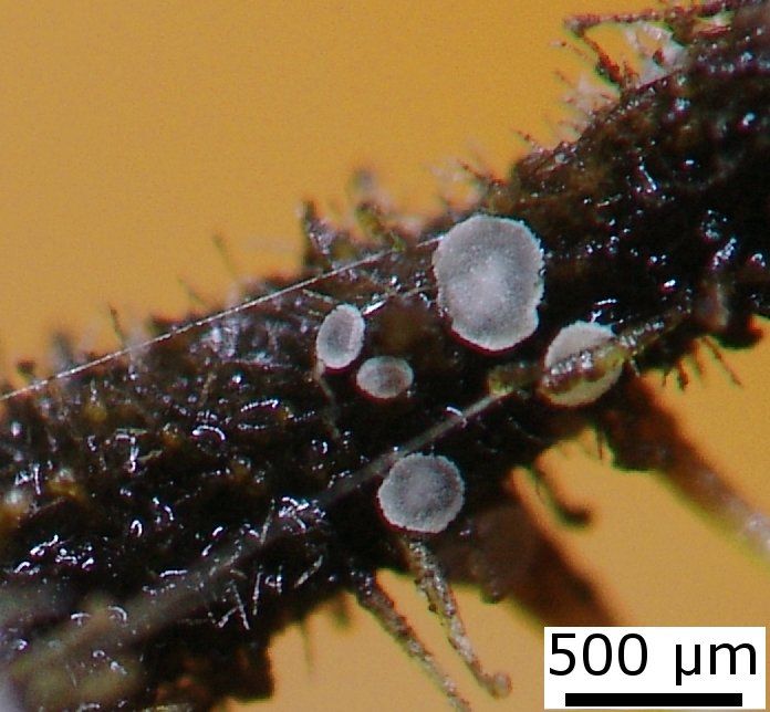 macrostoma