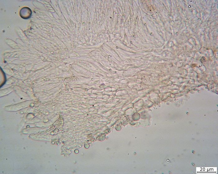 macrostoma