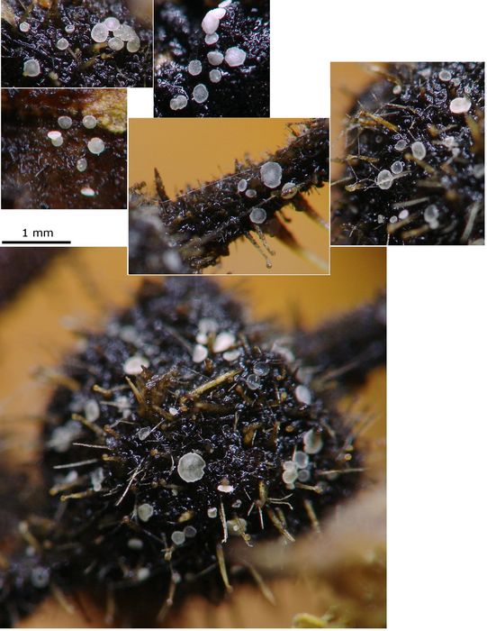 macrostoma