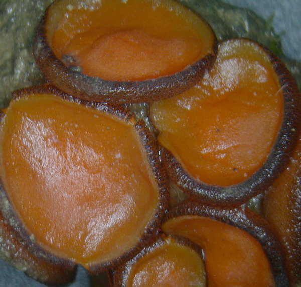 macrostoma