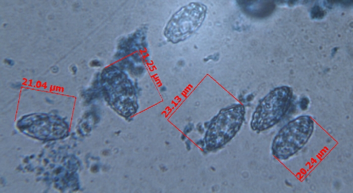 macrostoma