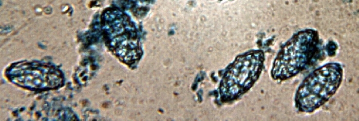 macrostoma