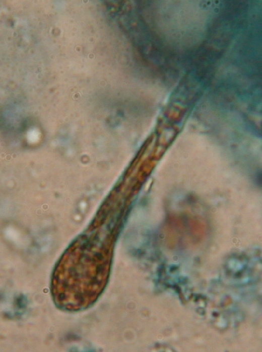 macrostoma