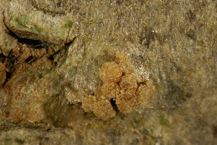 macrostoma