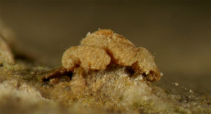 macrostoma