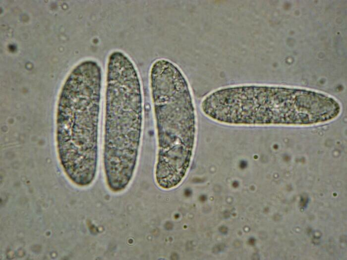 macrostoma