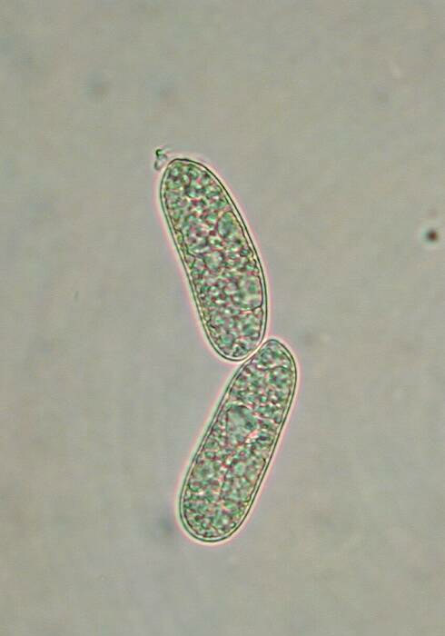 macrostoma