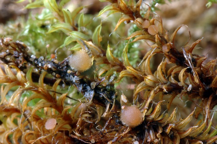 macrostoma