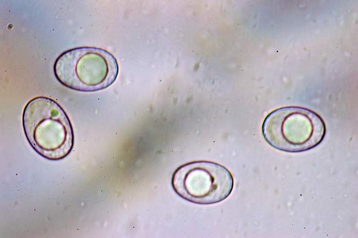 macrostoma