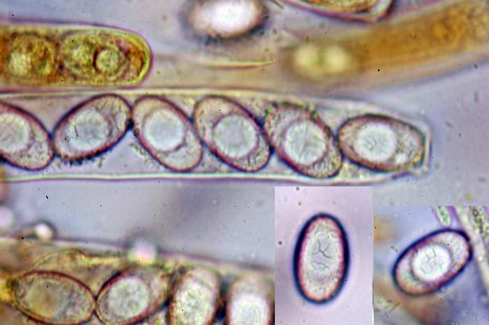 macrostoma