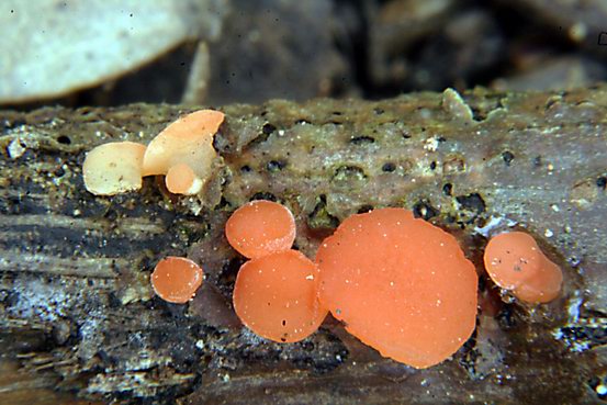 macrostoma